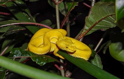 Why should I visit costa rica snake